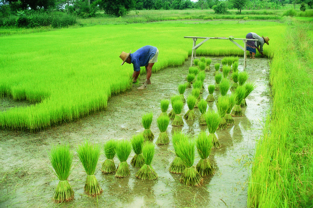 Our Approach For Increasing Food Production In India.